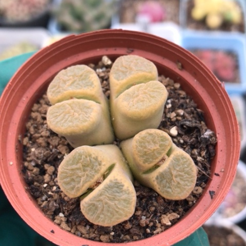 多肉肉锥 4头风铃