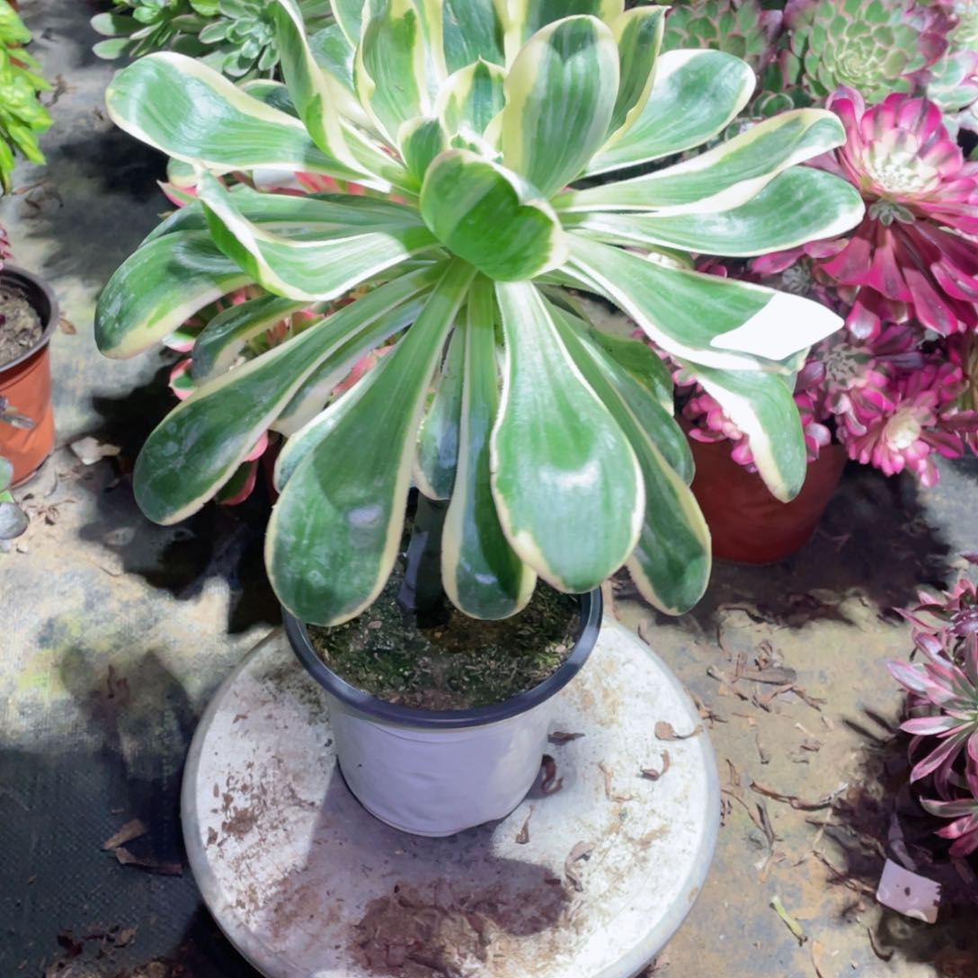 多肉植物燕姿锦558