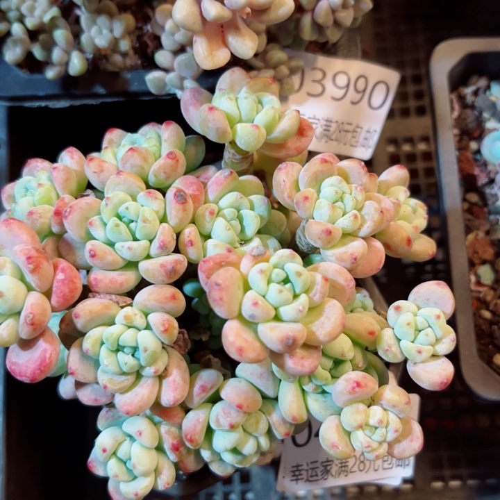 幸运的是我还没遇到你的