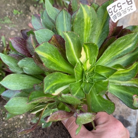 525嫁接魅影七彩满25包邮多肉