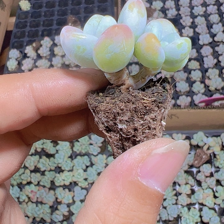 红洛神精品多肉植物大战