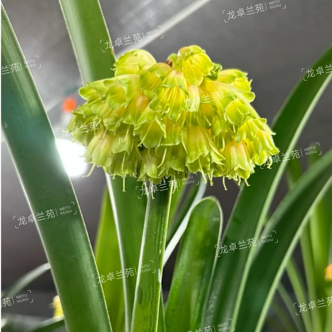恩戈梅垂花君子兰