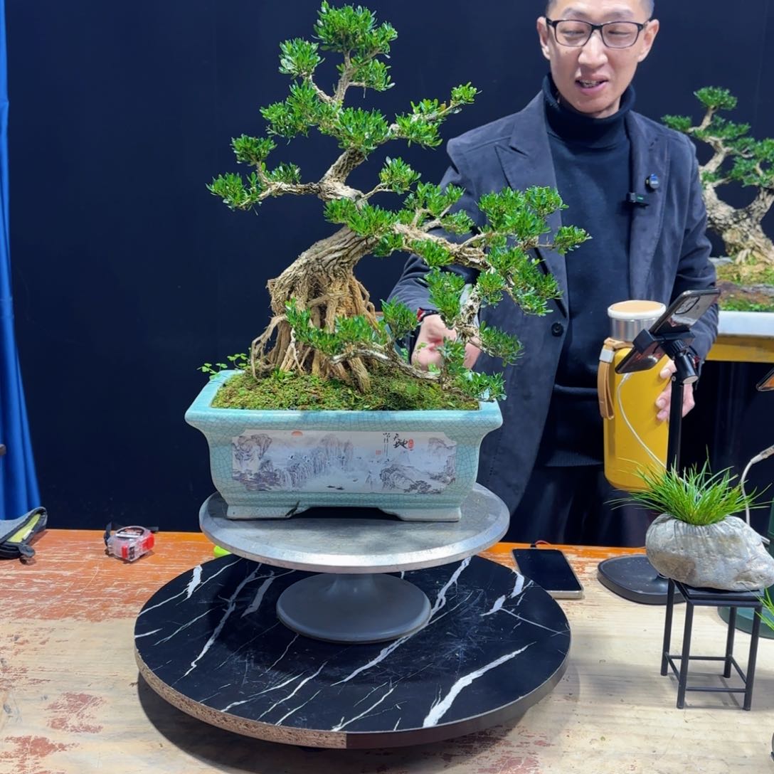 黄杨室内室外盆景艺术