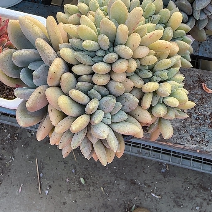 青蛙王子儿童牙膏套装11