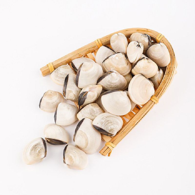 鲜活白贝 约500g/份