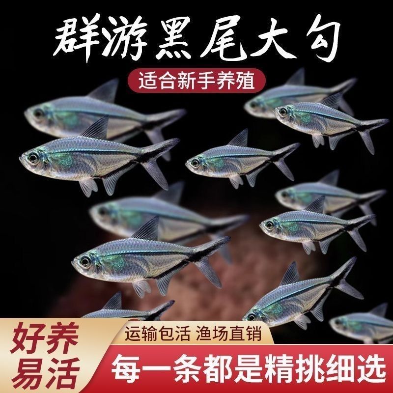 黑尾大勾鱼鱼群热带游鱼草缸小型热带鱼灯科鱼活体扯旗观赏鱼淡水