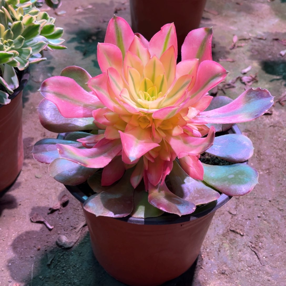 多肉植物香妃683