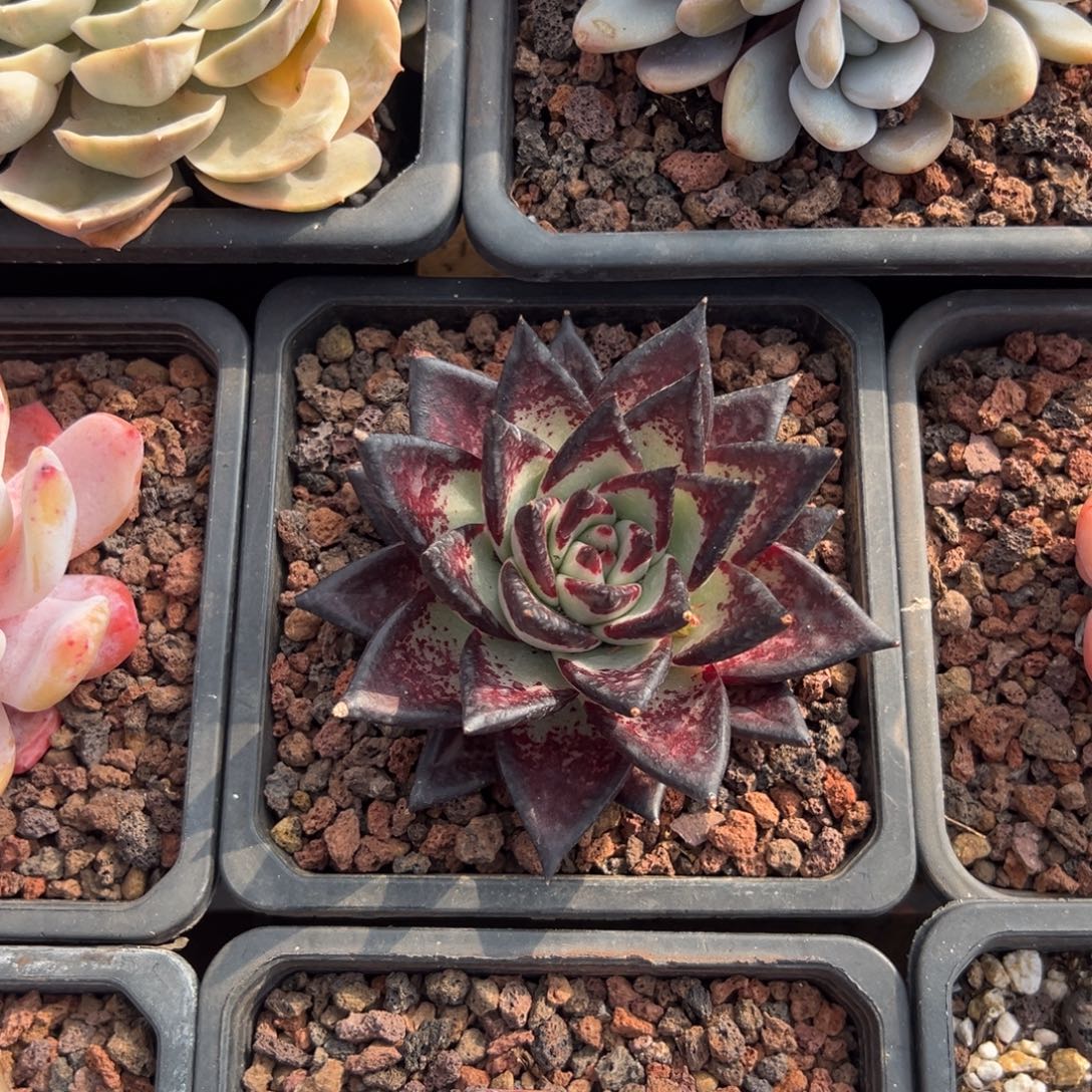 多肉黑檀乌木【非偏远地区满18包邮】