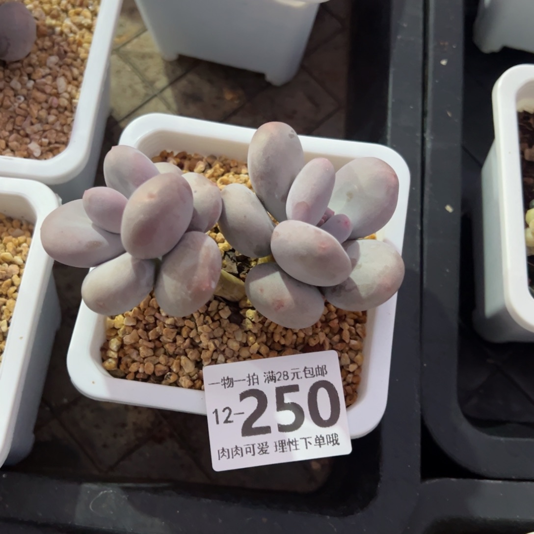 大叶奶多肉多多肉多肉