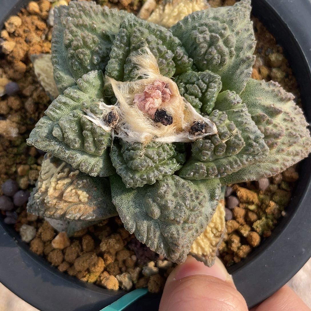 实生全割叶龟甲牡丹