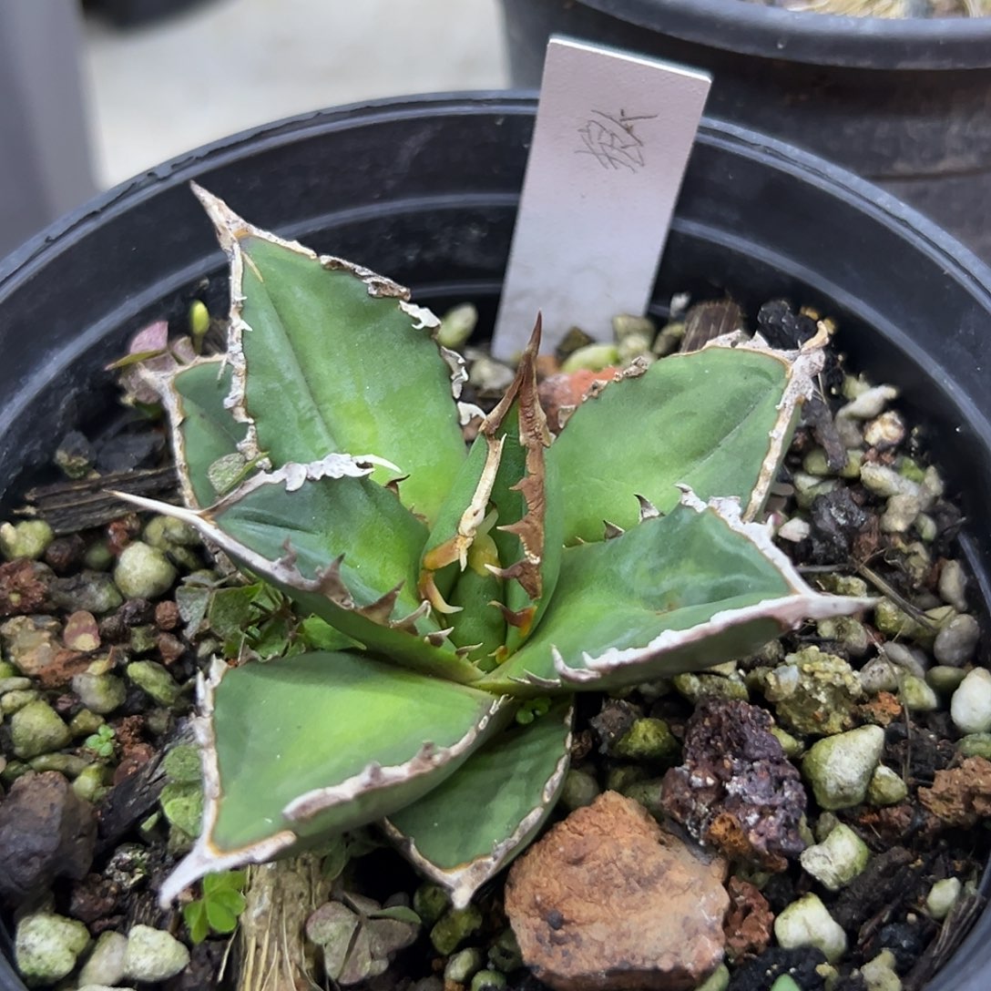 狼人一物一拍偏远不包邮不退不换