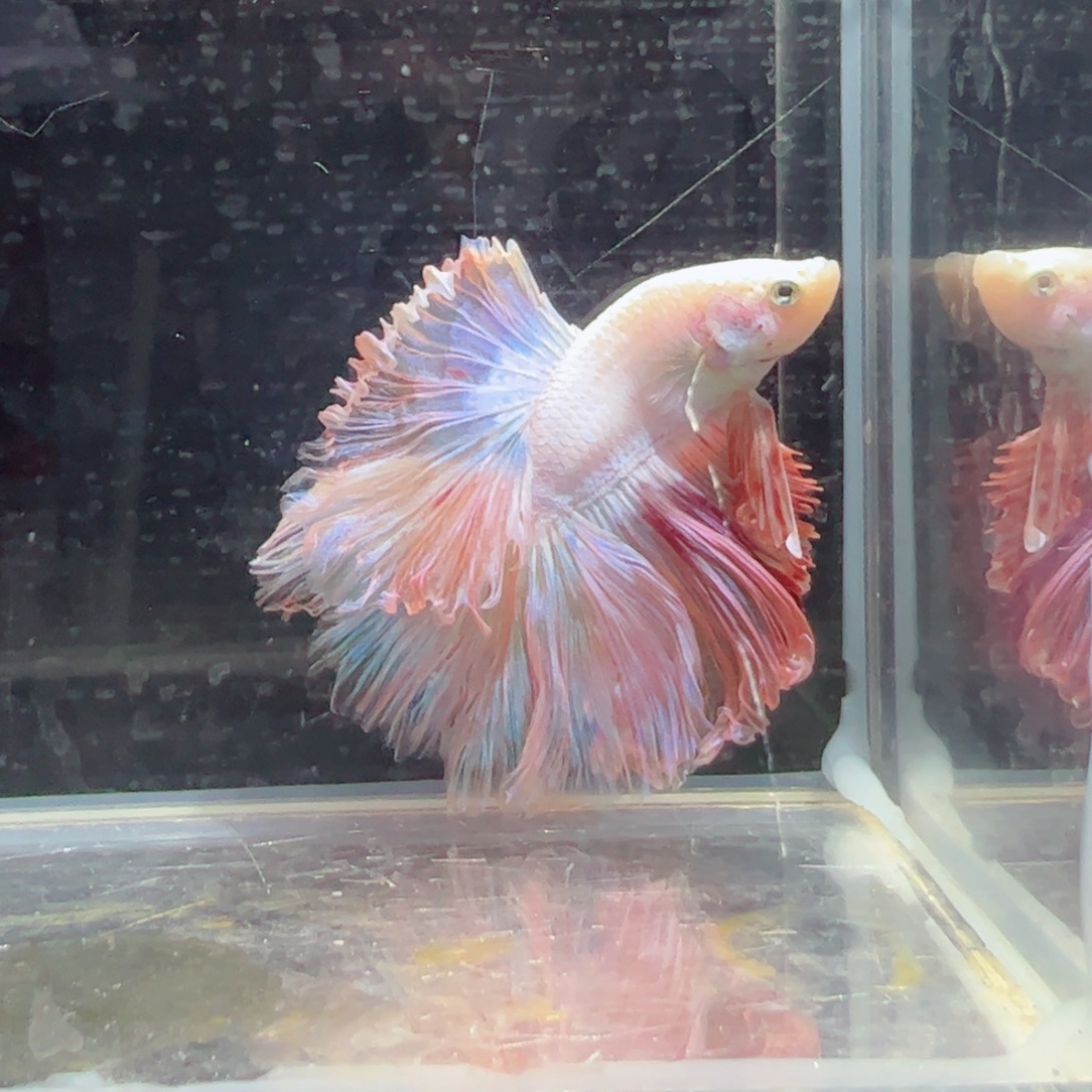 斗鱼浅色特殊尾hhhh