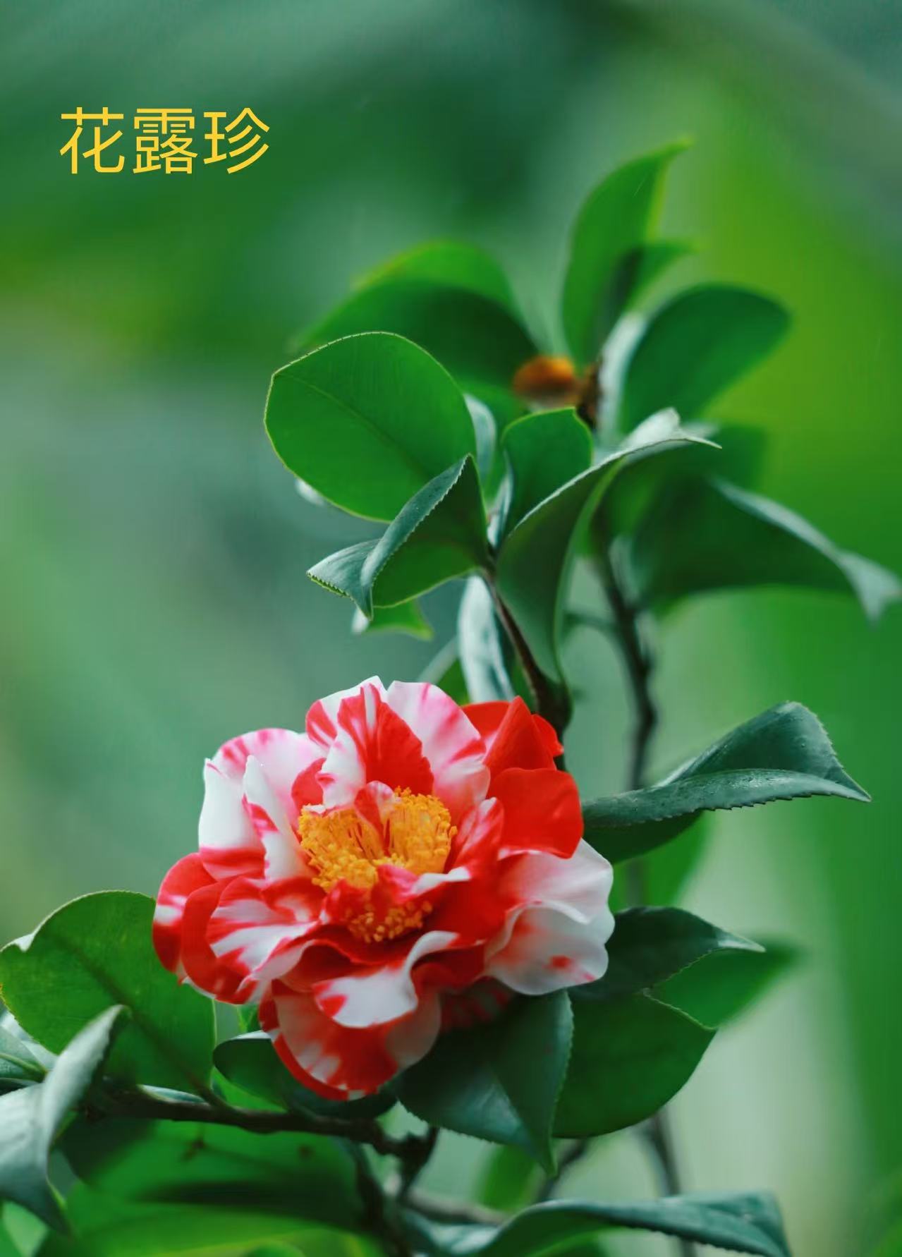 山茶花各类品种老桩耐寒耐热室外庭院盆景地栽好养植物