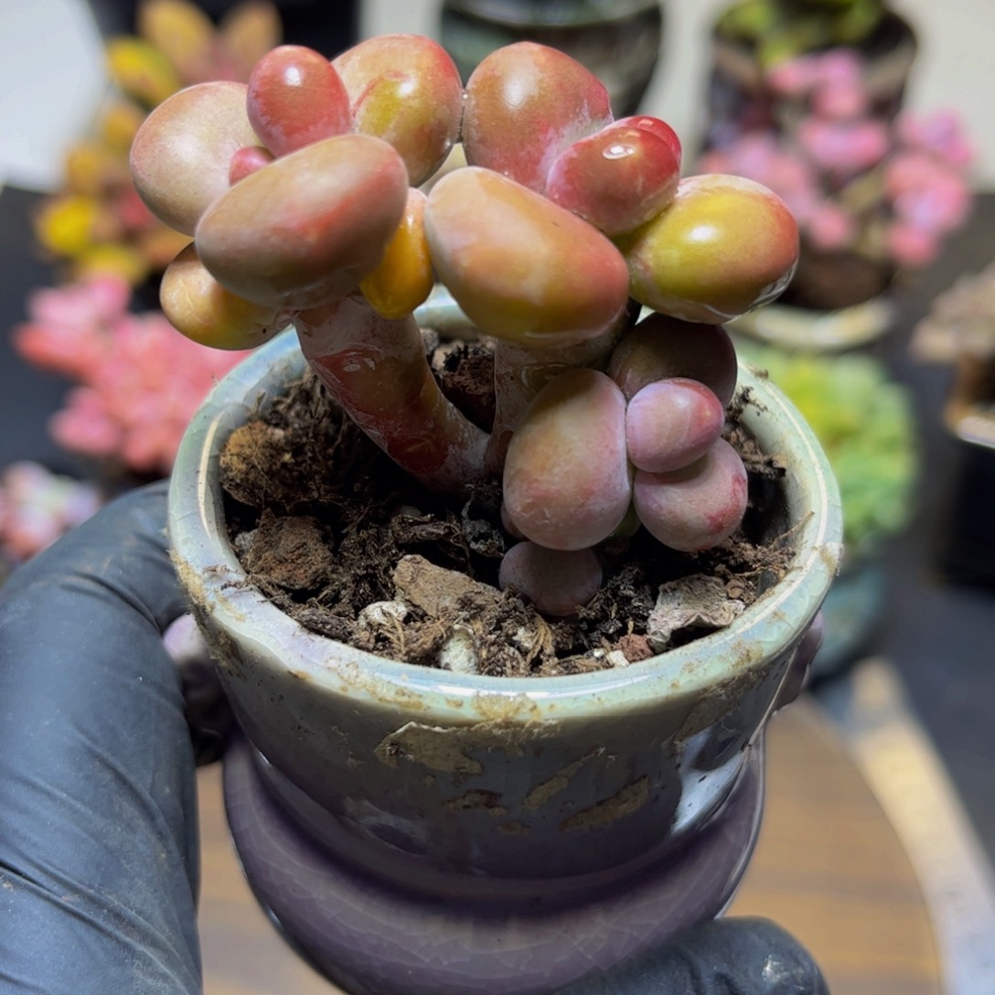 166KK奶酪5厘米多肉