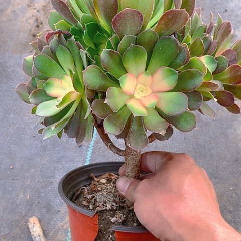 958雅典娜多肉植物