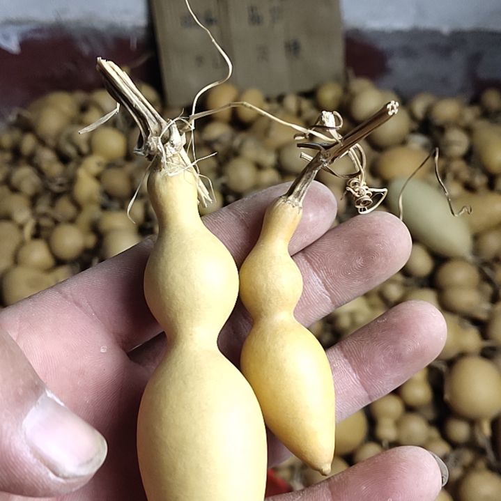 丽***人天然葫芦，两个蚂蚁葫芦