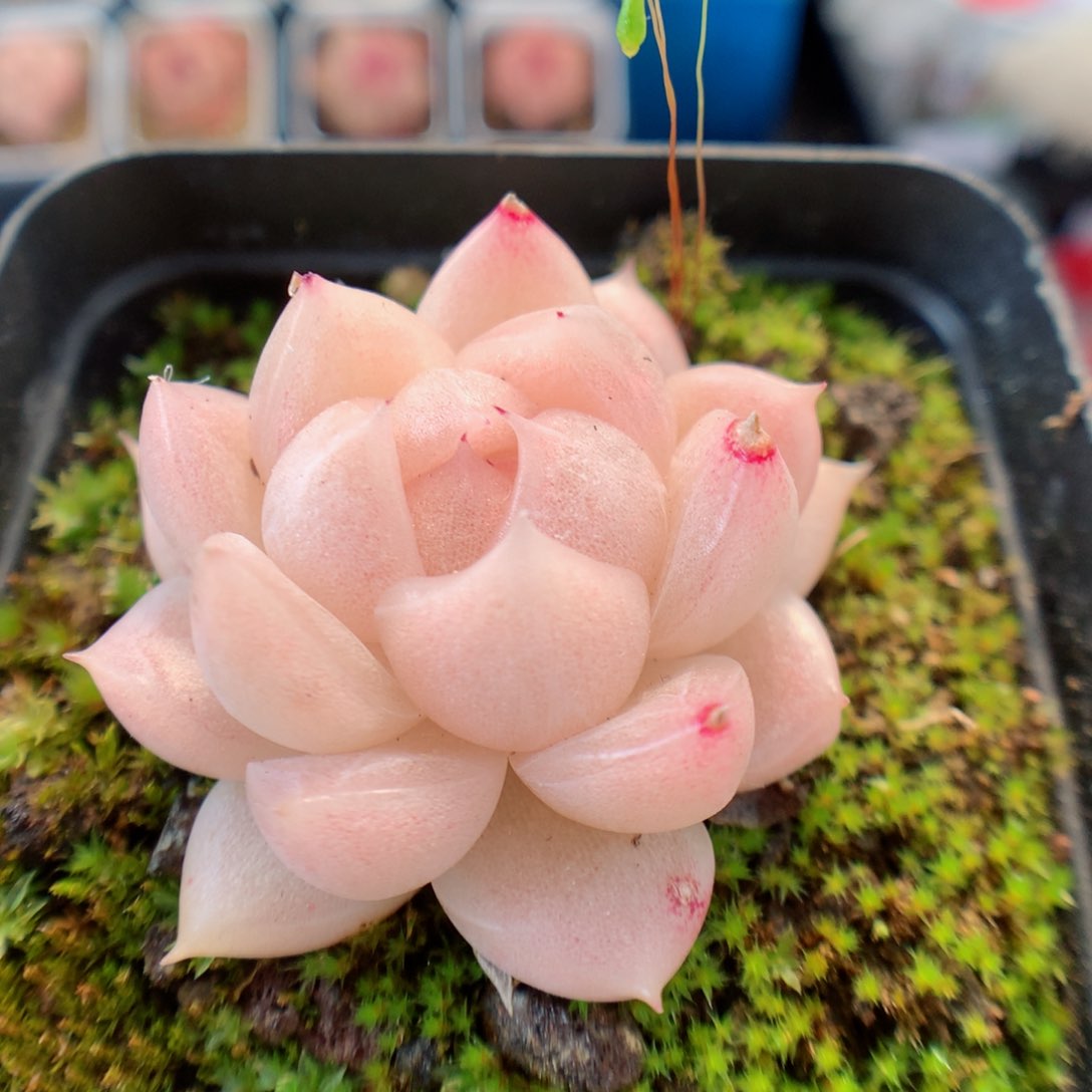 一物一拍精品多肉。 麦秆2