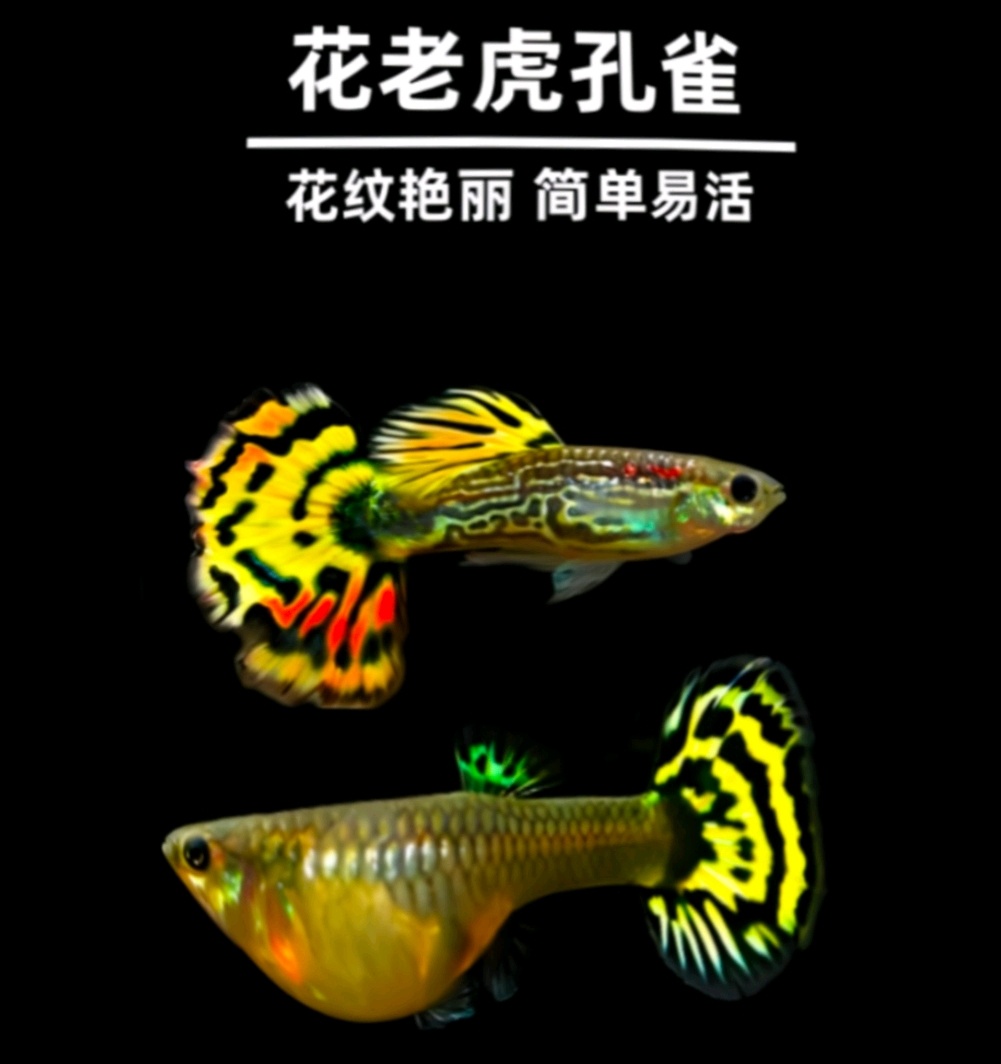 【3-6厘米】精品花老虎种鱼孕母大肚（不适合新手养）