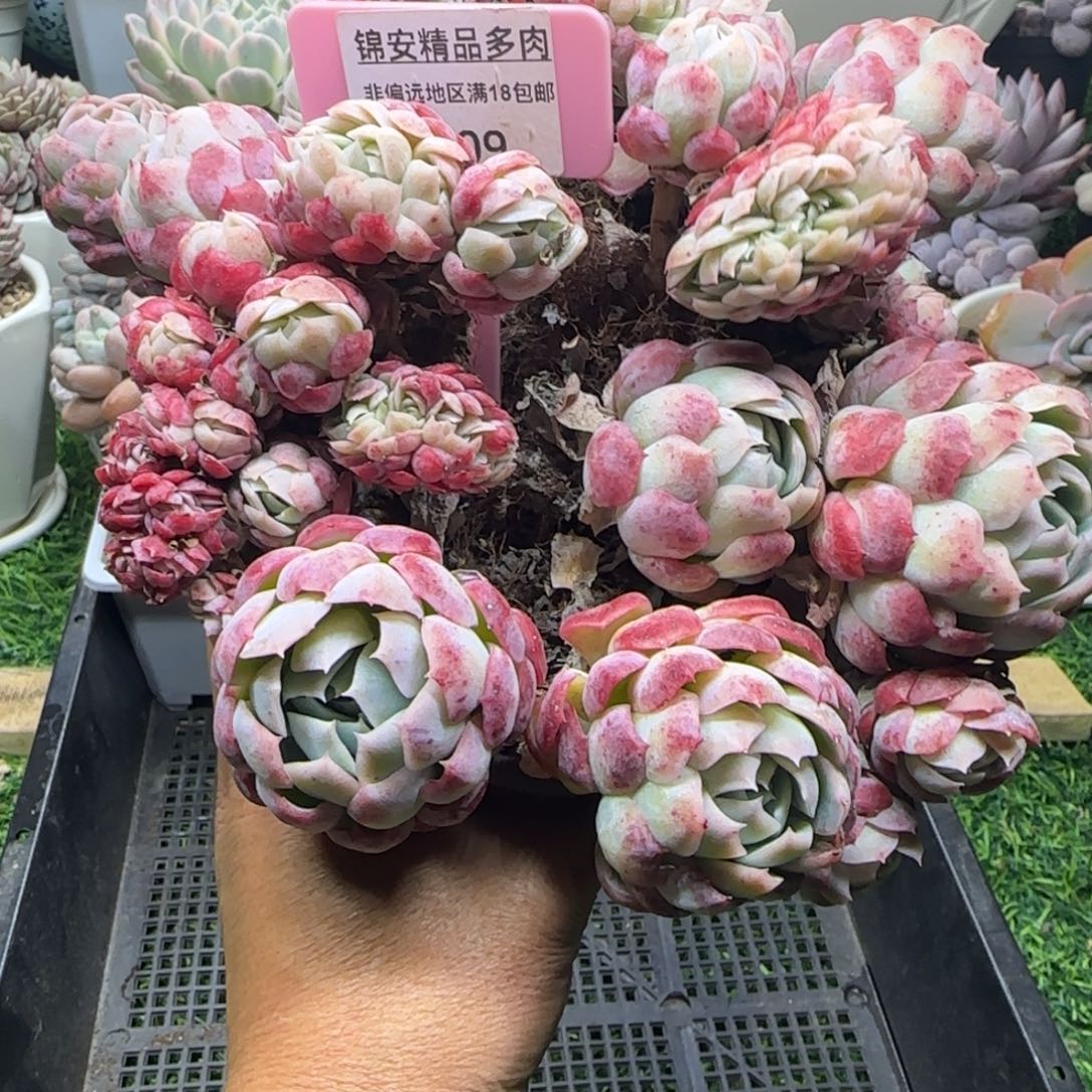 锦安精品多肉植物209