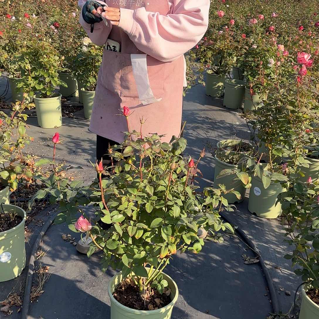 黄****罗斯林/爱的呼吸3加仑根接