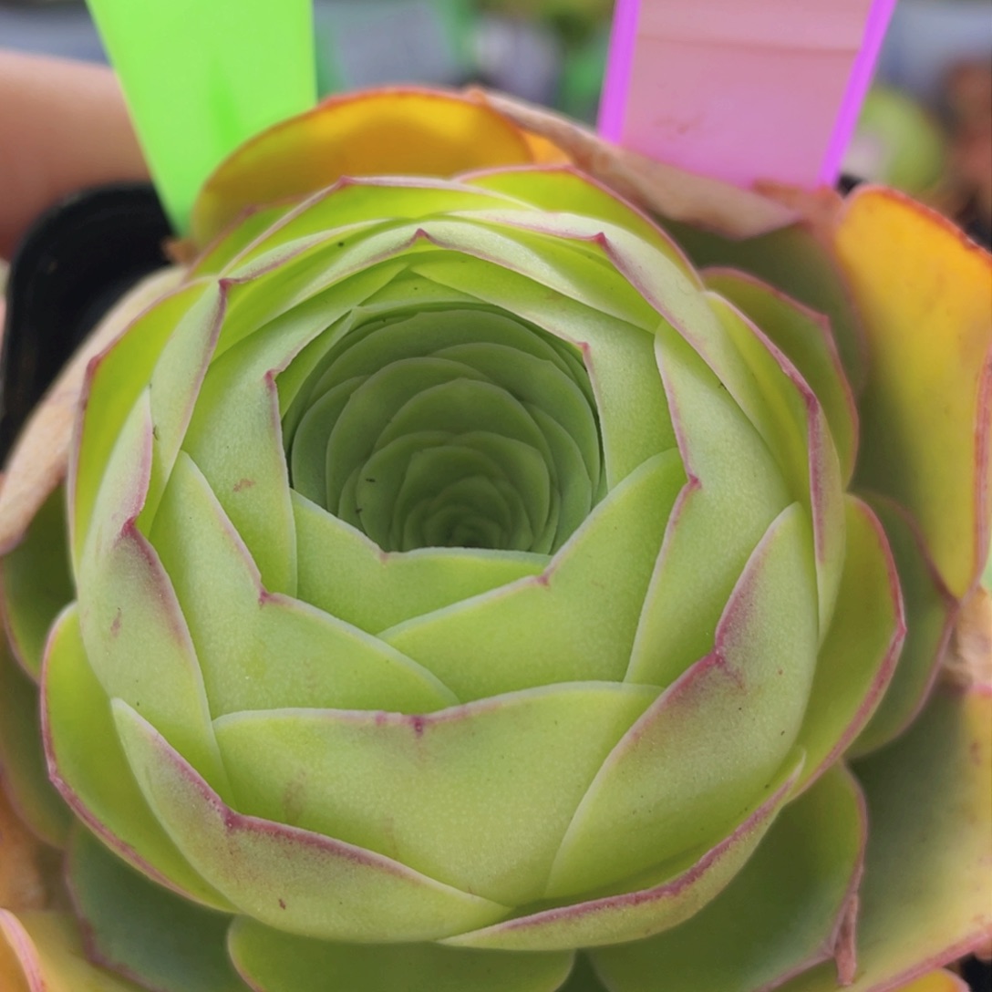 奚颜多肉J069一物一拍