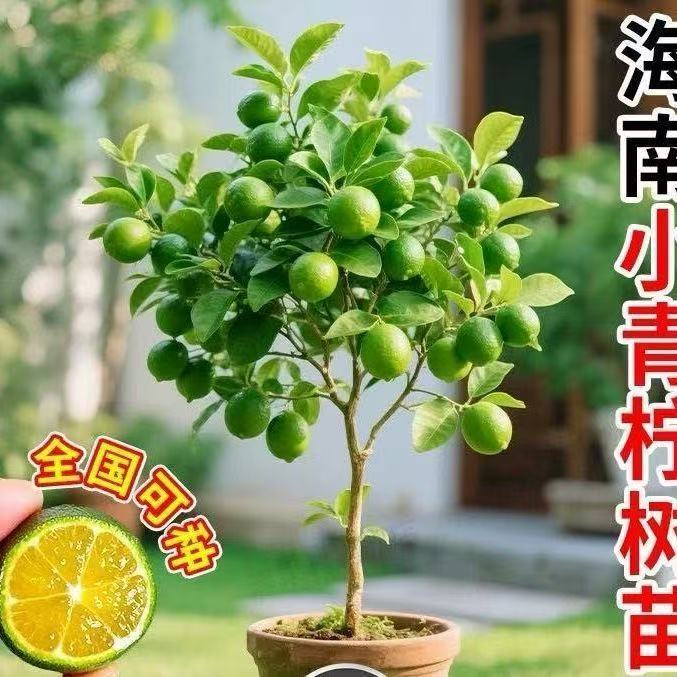 带果香水柠檬树盆栽庭院室内种植新手好养四季开花水果树苗