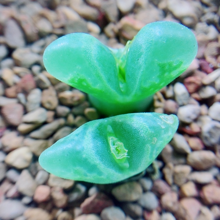 生石花花花花花花花714
