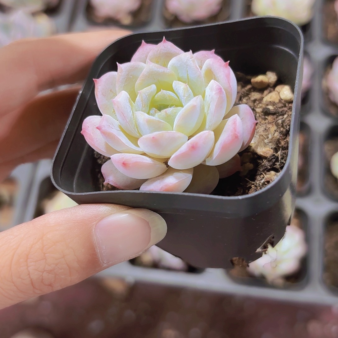 精品冰魄雪颜多肉植物