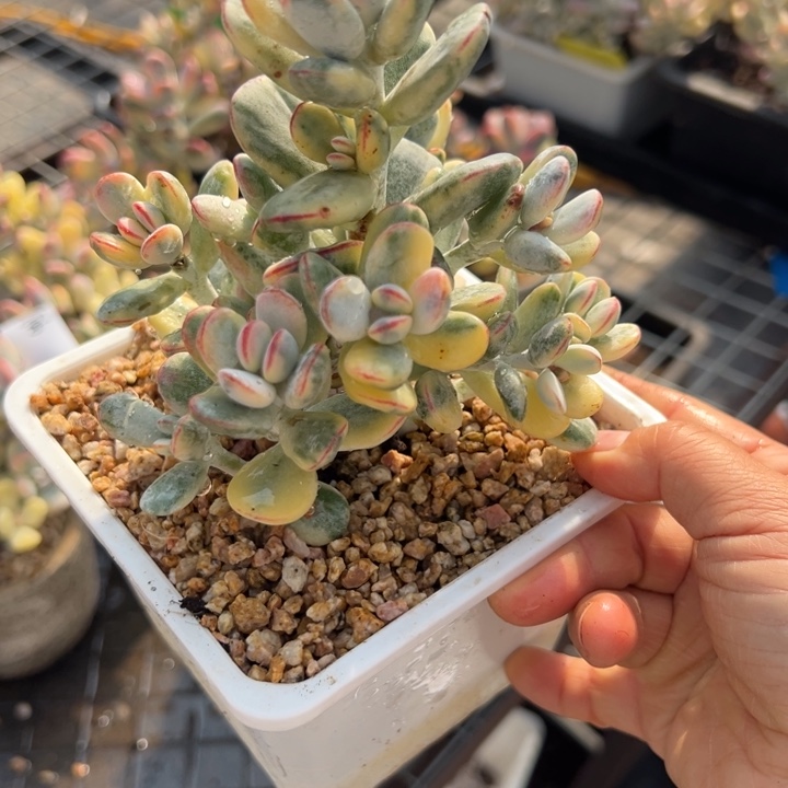 无花朵507号福娘锦无砍