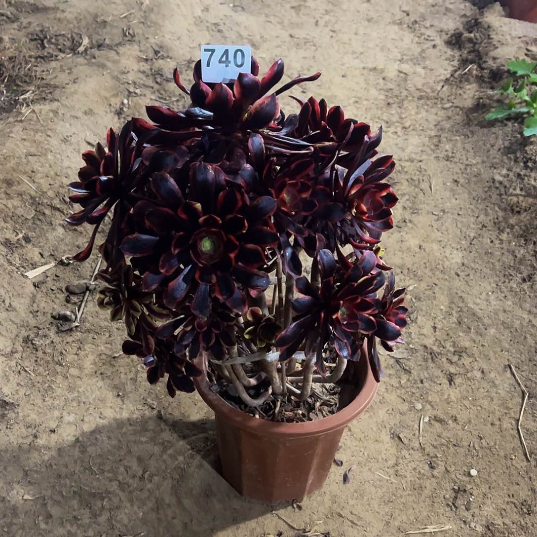 二**姨多肉植物一物一拍740