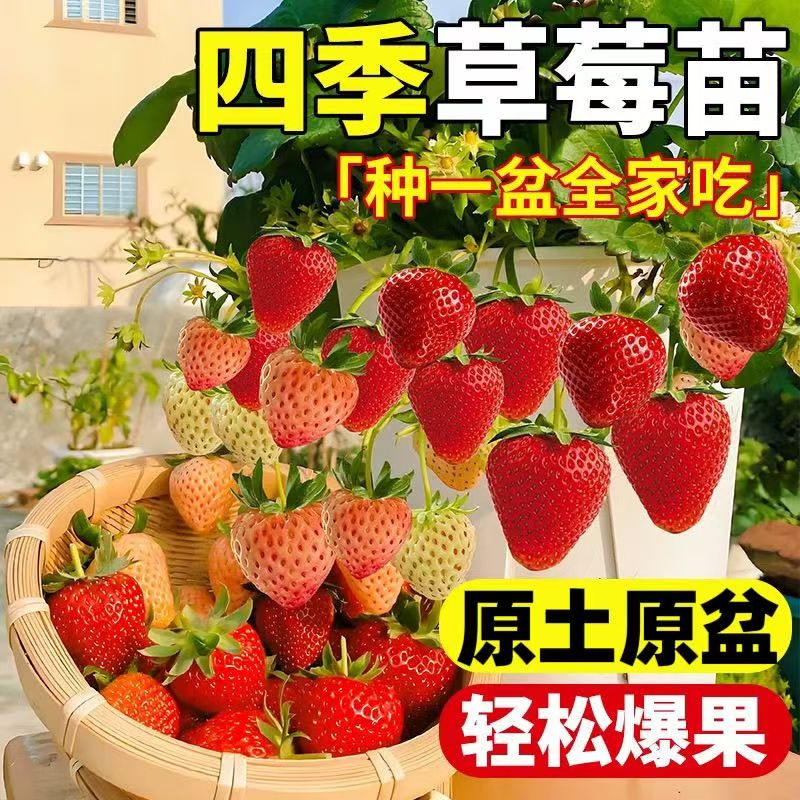 【原盆原土发货】四季奶油草莓苗盆栽南方北方阳台水果庭院种植