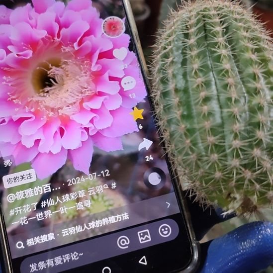 仙人球彩草云羽侧芽