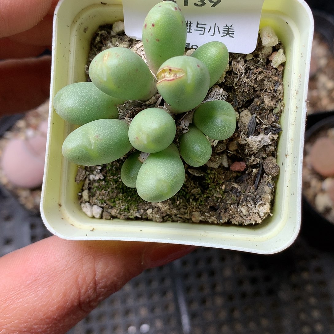 B139多肉植物保护研究所