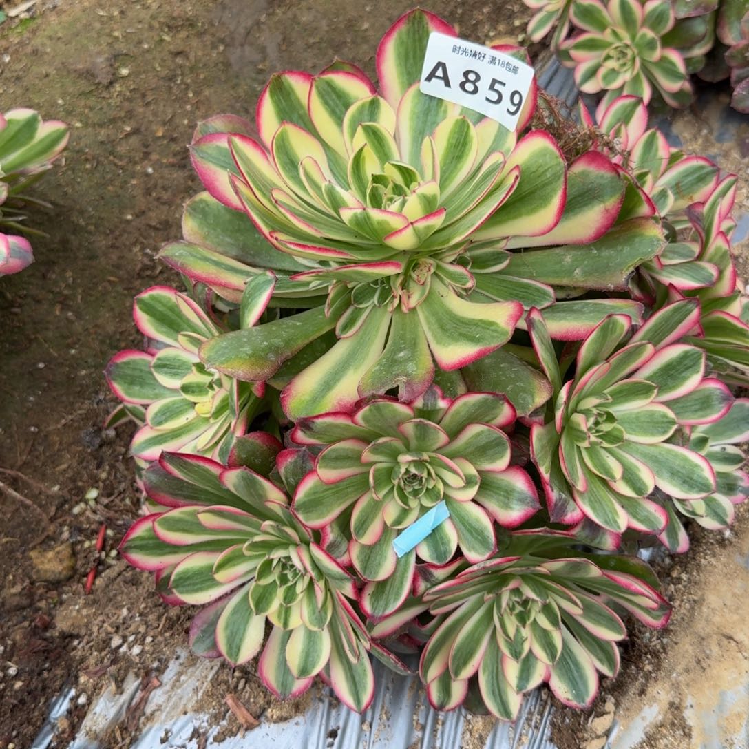 859瑶光。多肉植物