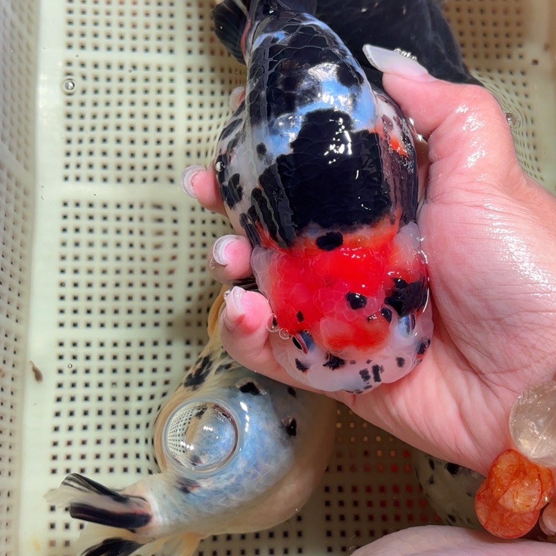 如***果金鱼拍包装包邮，不拍包装运费到付