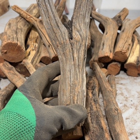 大果紫檀（缅甸花梨）两**苗