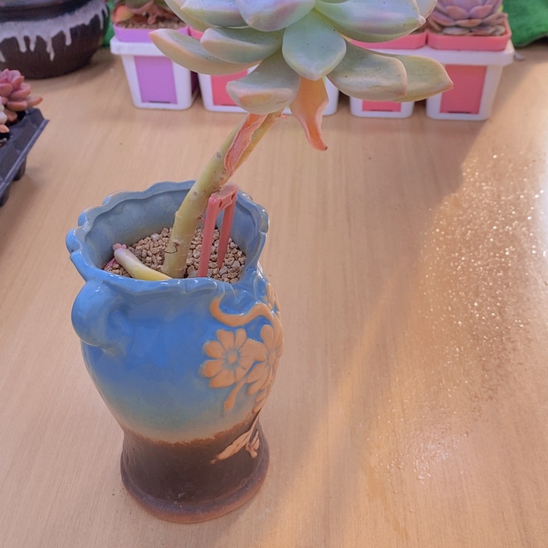 无花朵多肉植物淡雪单颗65