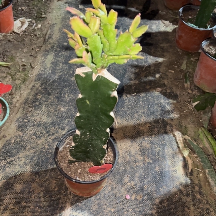 月***花当前无花栽培后可以开花067  1990