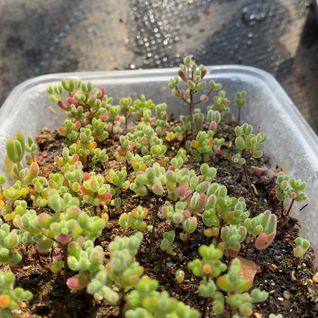 917混合切糕（十个品种）。