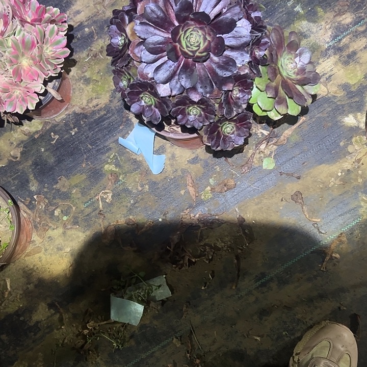 不包侧枝一物一拍99