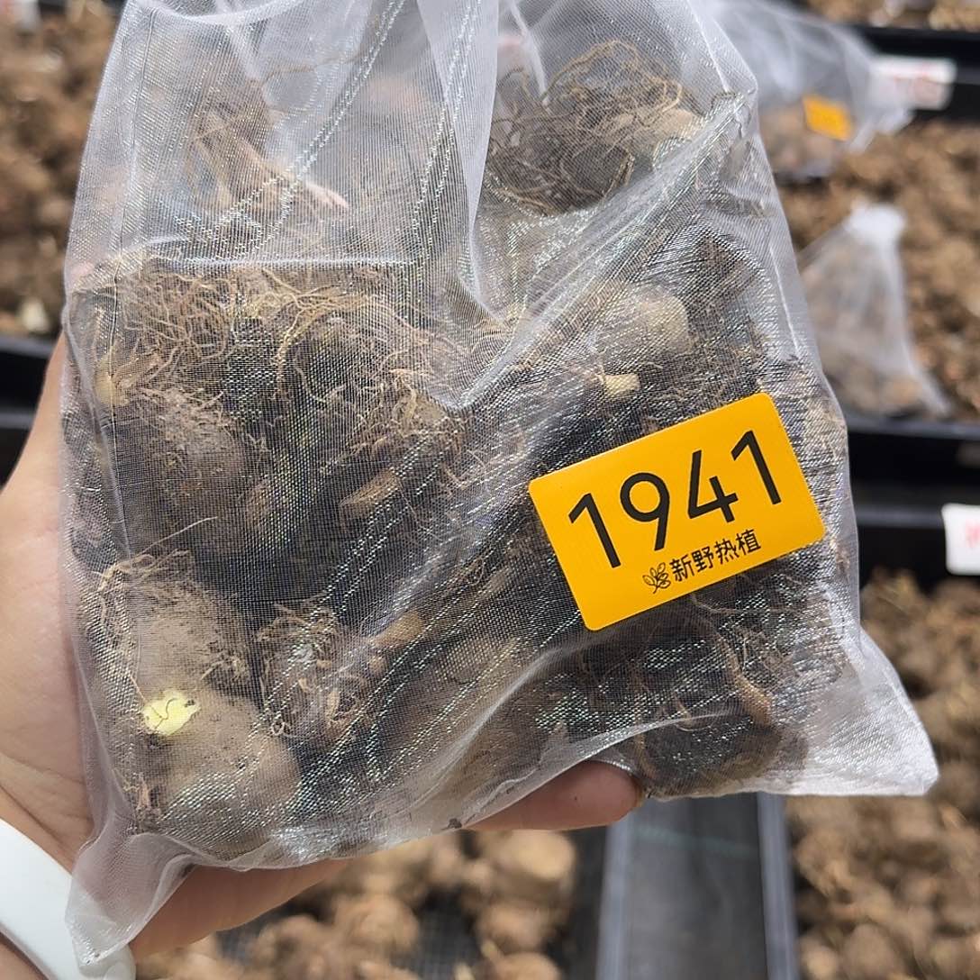 完全开放1941开播福利盲盒种球不售后