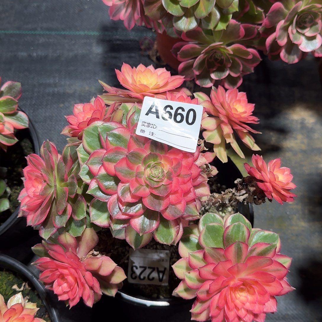 李***）黑魔锦多肉植物a660