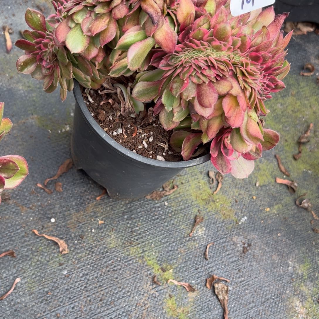 101荔枝缀多肉椅子