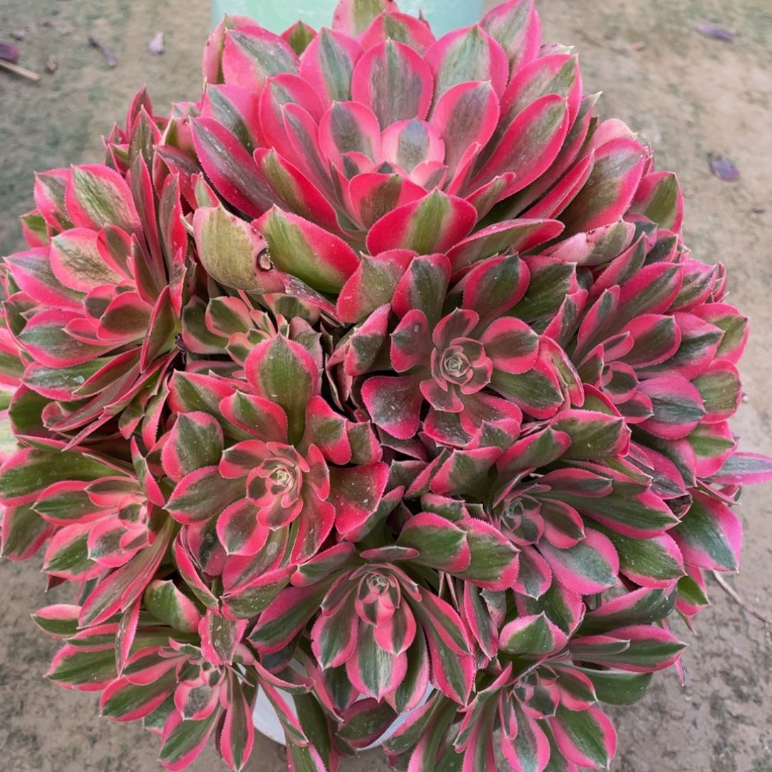 690粉女郎精品法师多肉