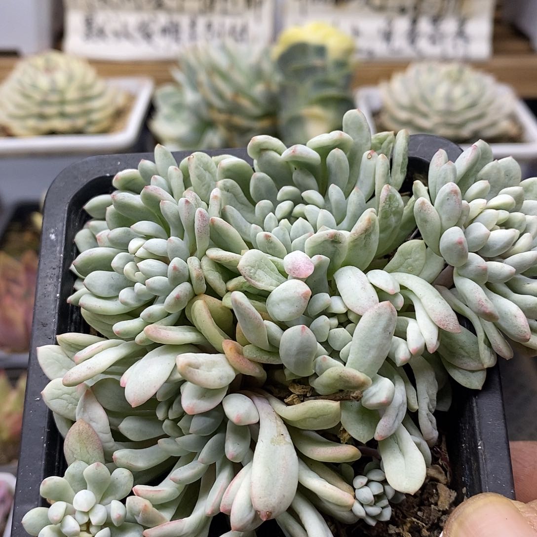 0397 小红蛋锦自然群