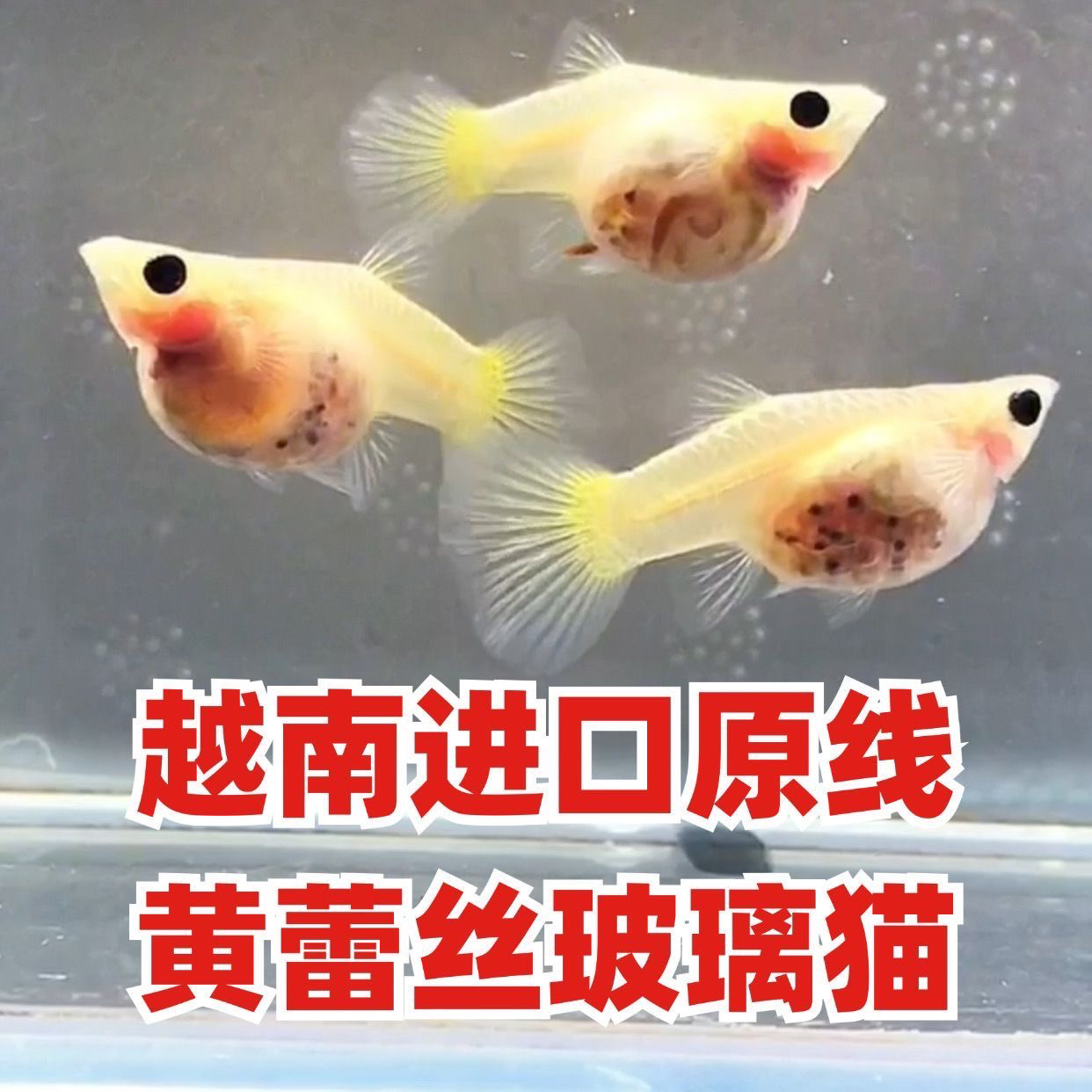 黄蕾丝玻璃猫孔雀鱼