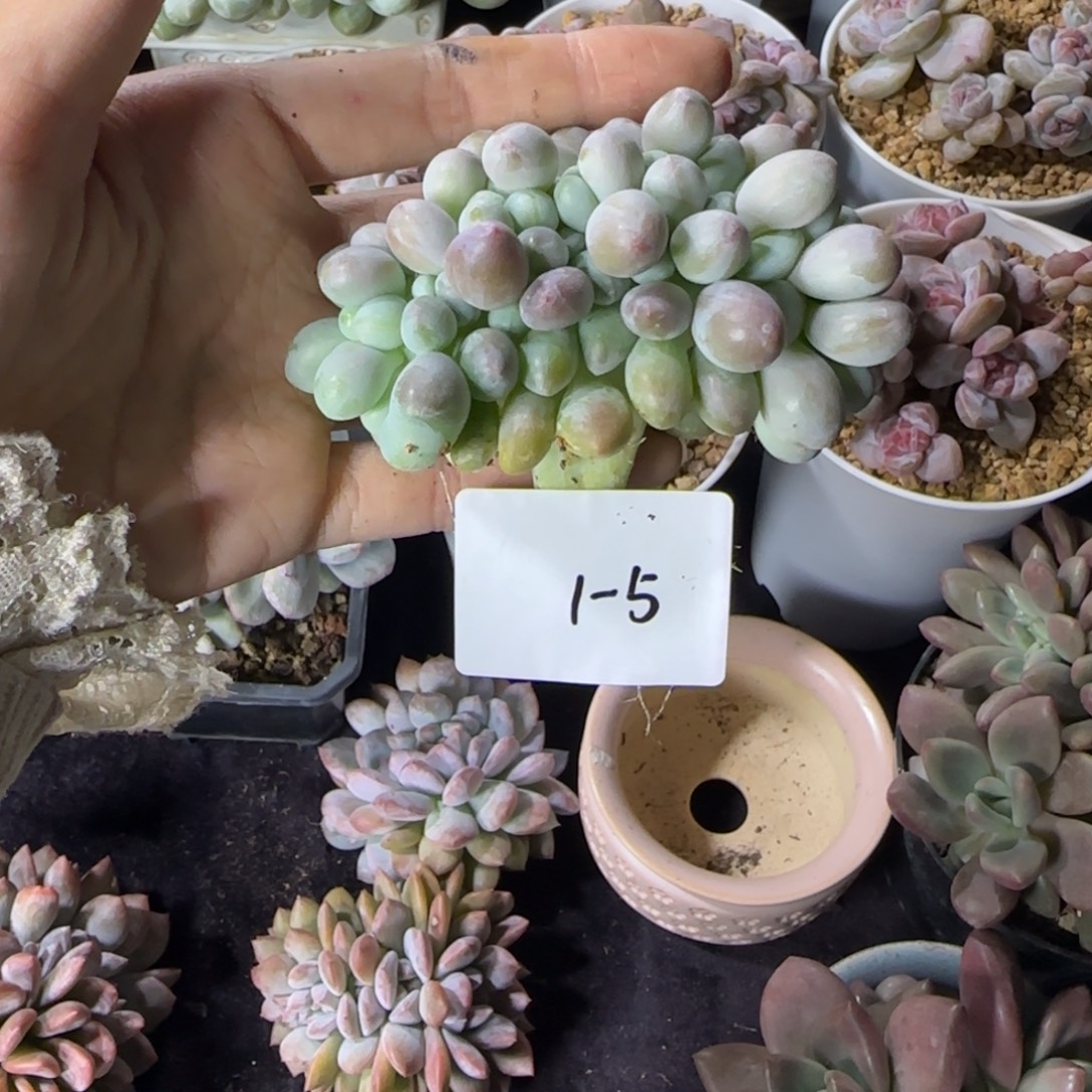 汤圆缀化一物一拍1-5