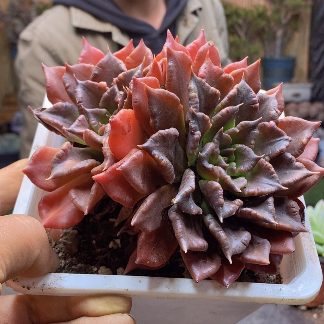 舍*F219号黑饺子皮多肉