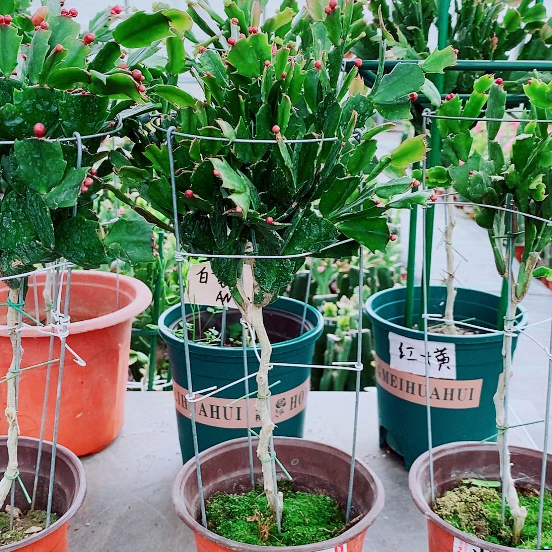 花***儿完全开放一物一拍叶仙嫁接