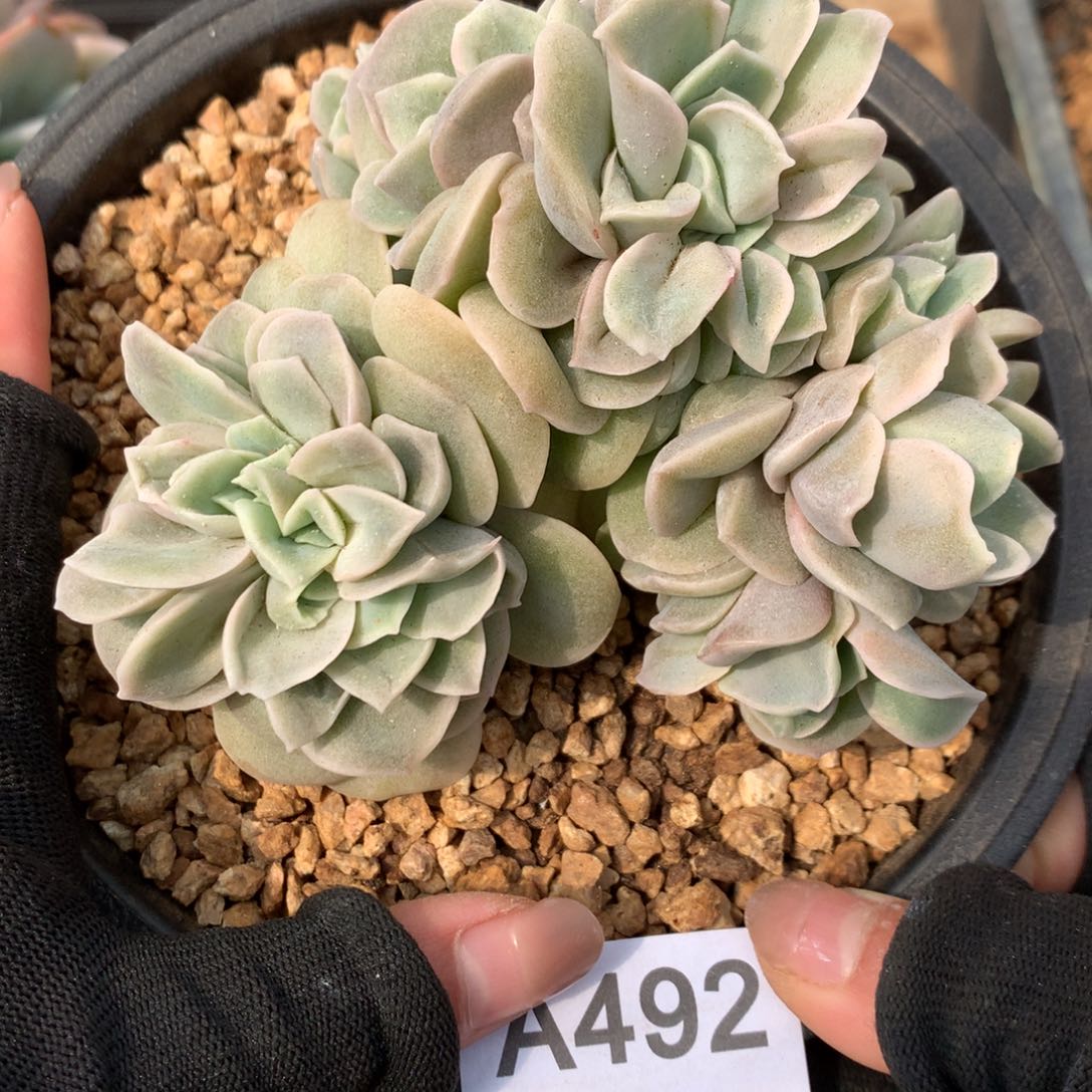 A492售后范围：签收起7天内，录开箱视频